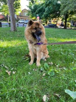 Chow Chow Dogs Available for Adoption in Sacramento, California - Princess! | PetCurious