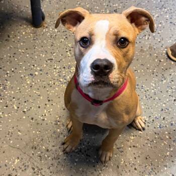 Lola -  Boxer and Pit Bull Terrier Dog for Adoption in Tuscaloosa, Alabama - Lola | PetCurious