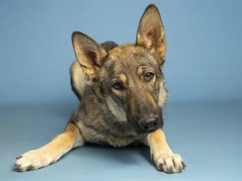 German Shepherd Dog Dogs Available for Adoption in Phoenix, Arizona - XENA | PetCurious