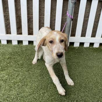 A612495 -  Australian Shepherd and Mixed Breed Dog for Adoption in Modesto, California - A612495 | PetCurious
