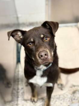 Shepherd Dogs Available for Adoption in Jackson, Michigan - Brownie | PetCurious