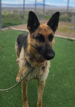 German Shepherd Dog Dogs Available for Adoption - Squirt | PetCurious