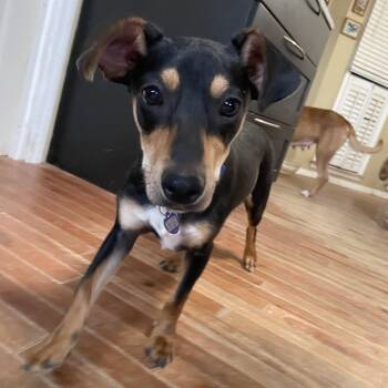 Tahini TJ -  Dachshund and Beagle Dog for Adoption in Triana, Alabama - Tahini TJ | PetCurious