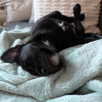 Arugula -  Pit Bull Terrier Dog for Adoption in Chicago, Illinois - Arugula | PetCurious