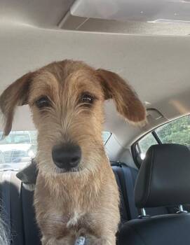 Oaklynn -  Schnauzer and Airedale Terrier Dog for Adoption in Dalton, Georgia - Oaklynn | PetCurious