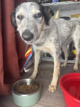 Australian Cattle Dog Blue Heeler Dogs Available for Adoption - Quinni | PetCurious