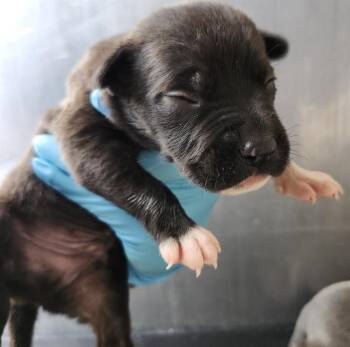 NOODLE -  American Staffordshire Terrier Dog for Adoption in San Antonio, Texas - NOODLE | PetCurious