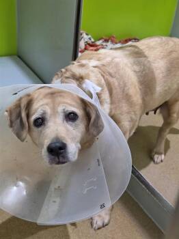 BELLE -  Labrador Retriever and Mixed Breed Dog for Adoption in St. Peters, Missouri - BELLE | PetCurious