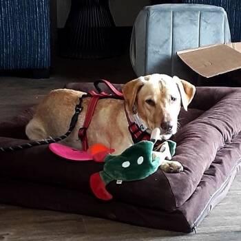 Rescue Yellow Labrador Retriever Dogs for Adoption in Valdosta, Georgia - Princess Bubblegum | PetCurious