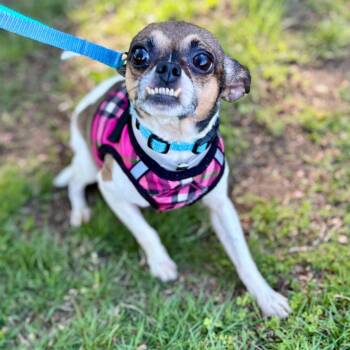 Mixed Breed Dogs Available for Adoption in New York, New York - Gizmo | PetCurious