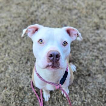 Mama -  Pit Bull Terrier Dog Available for Adoption in Douglasville, Georgia - Mama | PetCurious