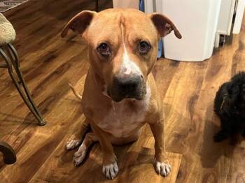 DAKOTA -  Pit Bull Terrier Dog for Adoption in Ocala, Florida - DAKOTA | PetCurious