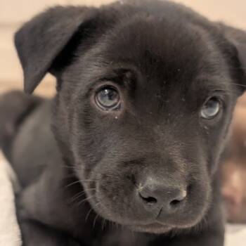 Rescue Black Labrador Retriever and Mixed Breed Dogs for Adoption in Eastford, Connecticut - NY Smokey Quartz Avail Nov 23 (Choice Pet Carmel) | PetCurious