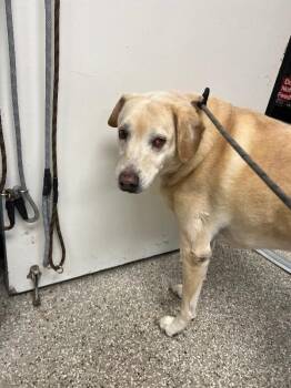 Jindo and Border Collie Dogs Available for Adoption - Judy | PetCurious