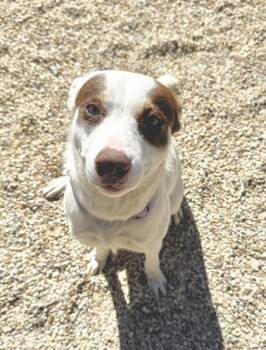 Rescue Australian Shepherd and Mixed Breed Dogs for Adoption in Gray, Louisiana - Holly | PetCurious