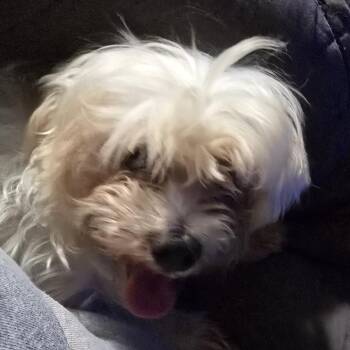 Tua -  Maltese Dog for Adoption in Normal, Illinois - Tua | PetCurious