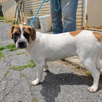 Peach -  Saint Bernard and Mixed Breed Dog for Adoption - Peach | PetCurious