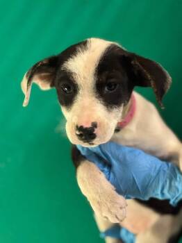 A256296 -  Australian Cattle Dog Blue Heeler and Mixed Breed Dog for Adoption in Visalia, California - A256296 | PetCurious