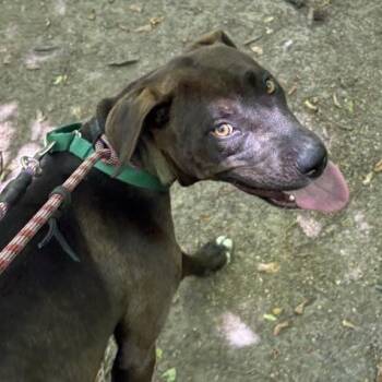 Liberty -  Pit Bull Terrier Dog for Adoption in Greensboro, North Carolina - Liberty | PetCurious