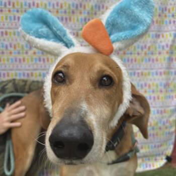 Hound and Mixed Breed Dogs Available for Adoption in Smithfield, North Carolina - Harper | PetCurious