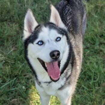 Tikani -  Husky Dog for Adoption in Jeffersonville, Indiana - Tikani | PetCurious