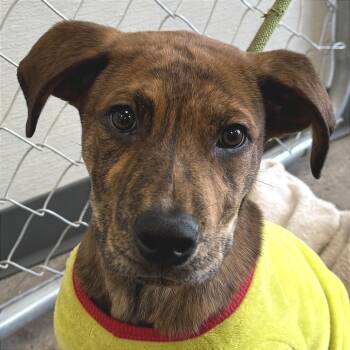 Rescue Mixed Breed Dogs for Adoption in Las Cruces, New Mexico - Buster | PetCurious