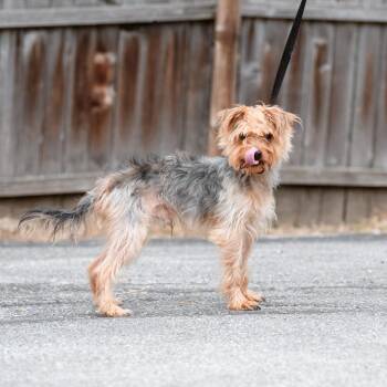 Yorkshire Terrier Dogs Available for Adoption in Chester Springs, Pennsylvania - Sam Rushmore | PetCurious