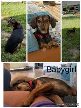 Babygirl -  Chiweenie Dog for Adoption in Enterprise, Alabama - Babygirl | PetCurious