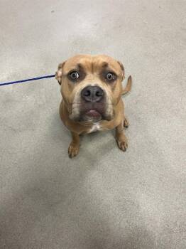 Pit Bull Terrier and Mixed Breed Dogs Available for Adoption in Doral, Florida - SANTANA | PetCurious