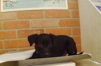 A2089285 -  Staffordshire Bull Terrier and Mixed Breed Dog for Adoption in Houston, Texas - A2089285 | PetCurious