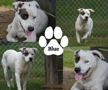 Blue -  Pit Bull Terrier Dog for Adoption in Winchester, Kentucky - Blue | PetCurious
