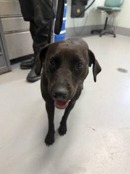 Labrador Retriever Dogs Available for Adoption in Corpus Christi, Texas - BLACKIE | PetCurious