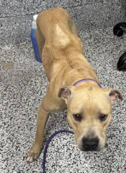 Callum -  Mixed Breed Dog for Adoption in West Chester, Pennsylvania - Callum | PetCurious
