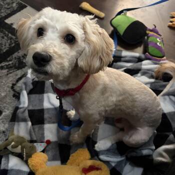 Churro -  Cockapoo Dog for Adoption in Addison, Illinois - Churro | PetCurious