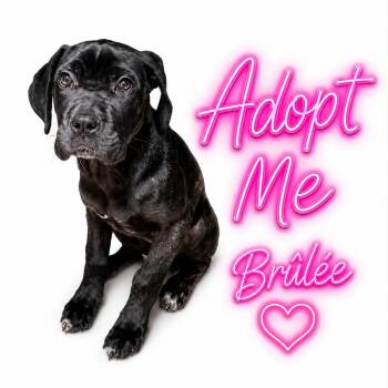 Mastiff Dogs Available for Adoption in Sunderland, Maryland - Brulee | PetCurious