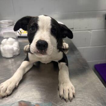 Amy -  Mixed Breed Dog for Adoption in Summerville, South Carolina - Amy | PetCurious