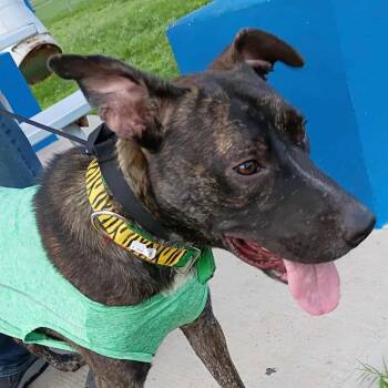 Rescue Boxer Dogs for Adoption in Kempner, Texas - Roger | PetCurious