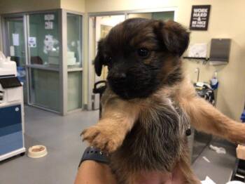 Rescue Terrier Dogs for Adoption in Sebec, Maine - PRETTY GIRL | PetCurious