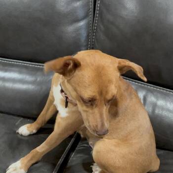 Zinnia -  Mixed Breed Dog for Adoption in Buffalo, Minnesota - Zinnia | PetCurious
