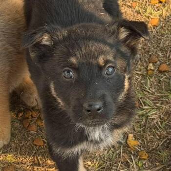 German Shepherd Dog Dogs Available for Adoption - Titus | PetCurious