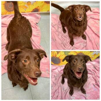 Rover -  Mixed Breed Dog for Adoption in Dublin, Virginia - Rover | PetCurious
