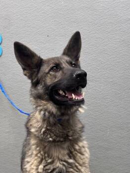 GUNNER -  German Shepherd Dog Dog Available for Adoption in Las Vegas, Nevada - GUNNER | PetCurious