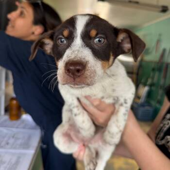 Mixed Breed Dogs Available for Adoption - Prue | PetCurious