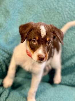 Kyle -  Australian Shepherd and Mixed Breed Dog for Adoption in Urbandale, Iowa - Kyle | PetCurious