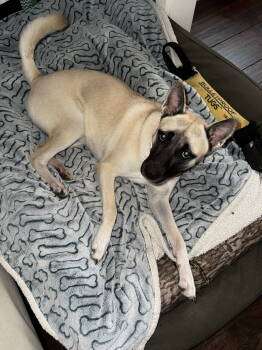 Rescue Akita and German Shepherd Dog Dogs for Adoption in Woodland, California - Ash | PetCurious