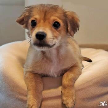 Chihuahua Dogs Available for Adoption - Senor Ozzie | PetCurious