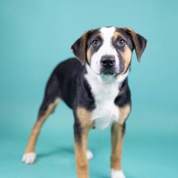 Julep -  Mixed Breed Dog for Adoption in Portland, Oregon - Julep | PetCurious