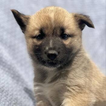 Marshmallow Pup - Ambrosia -  Shepherd and Husky Dog for Adoption in San Diego, California - Marshmallow Pup - Ambrosia | PetCurious