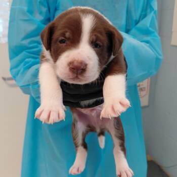 Asteroid 8484 -  Mixed Breed Dog for Adoption in Loxahatchee Groves, Florida - Asteroid 8484 | PetCurious