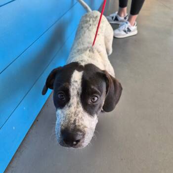 Rescue Terrier Dogs for Adoption in Montgomery, Alabama - Rocky | PetCurious